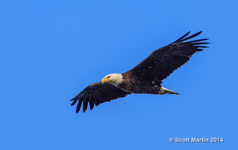 Bald Eagle 04