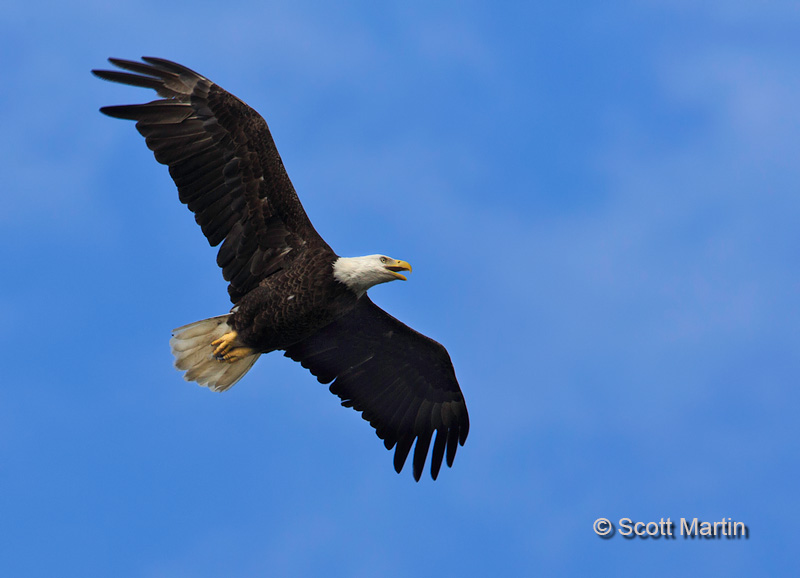 Bald Eagle 01