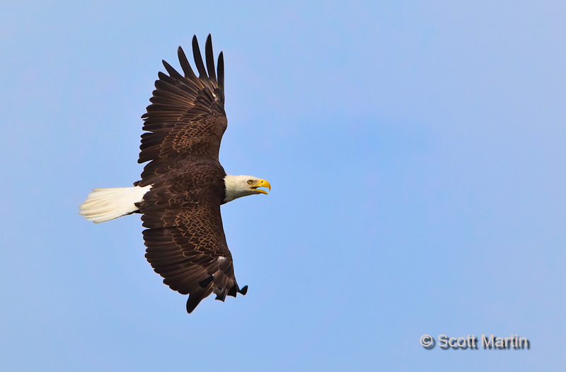 Bald Eagle 02