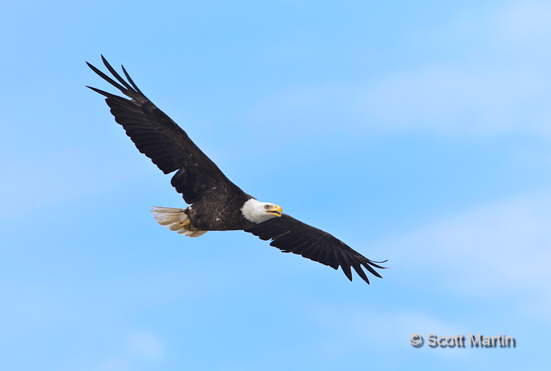 Bald Eagle 03