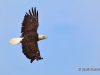 Bald Eagle 02