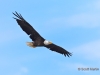 Bald Eagle 03