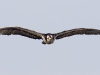 Osprey 01
