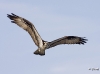 Osprey 02