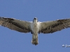 Osprey 03