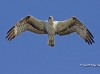 Osprey 04