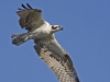 Osprey 05