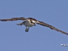Osprey 06