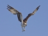 Osprey 07