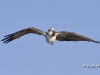 Osprey 08