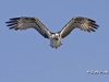 Osprey 09