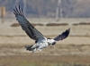 Osprey 10