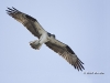 Osprey 11