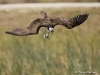Osprey 12