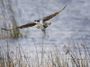 Osprey 13