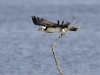 Osprey 15