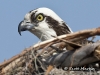 Osprey 17