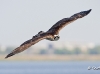 Osprey 18