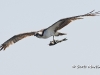 Osprey 19