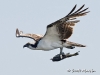Osprey 20
