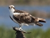 Osprey 21