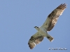 Osprey 16