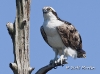 Osprey 24