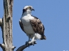 Osprey 25