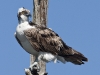 Osprey 23