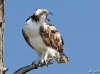Osprey 22