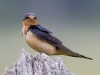 barn-swallow-01