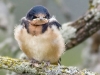 barn-swallow-02