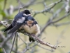 barn-swallow-03