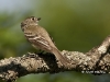 least-flycatcher-01