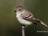 least-flycatcher-02