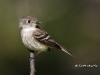 least-flycatcher-03