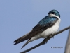 tree-swallow-01