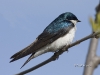 tree-swallow-02
