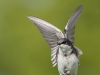 tree-swallow-04