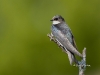 tree-swallow-05