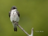 tree-swallow-06