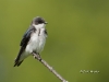tree-swallow-07