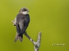 tree-swallow-08