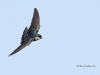 tree-swallow-09