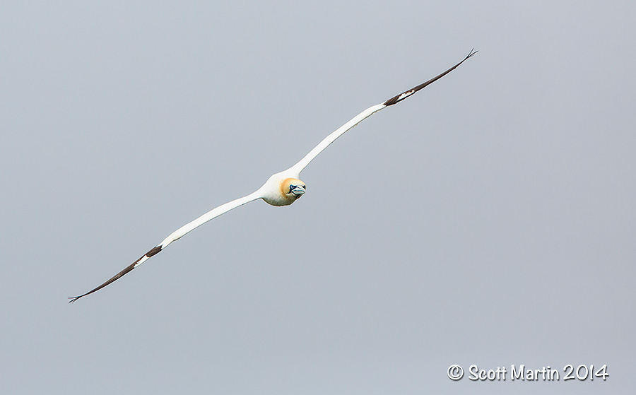 Northern Gannet 01