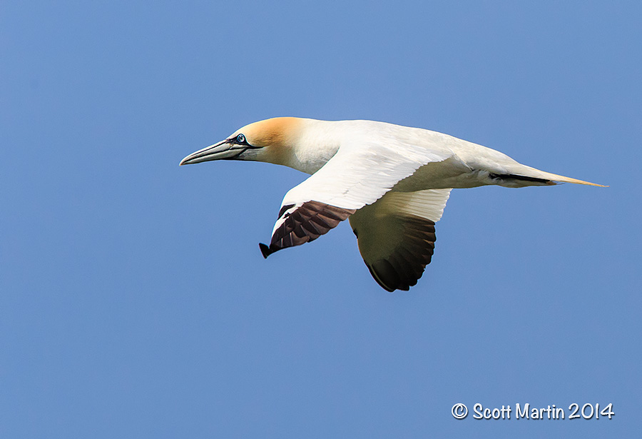 Northern Gannet 04