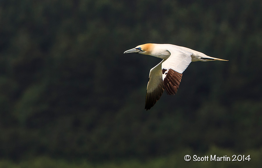 Northern Gannet 07