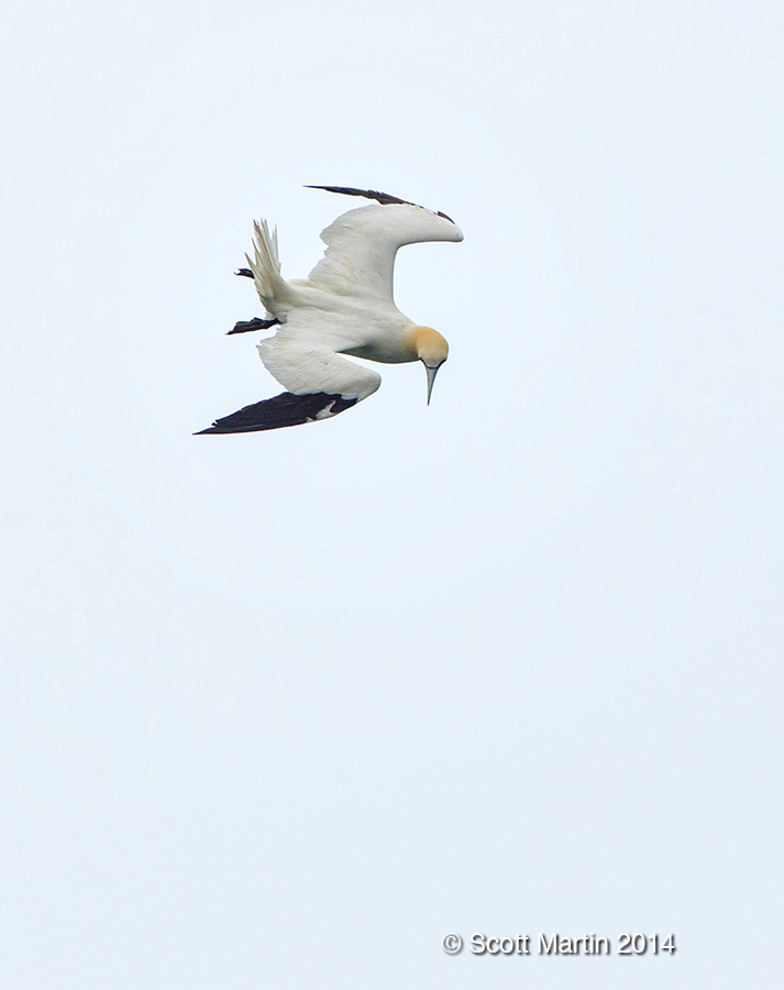 Northern Gannet 11