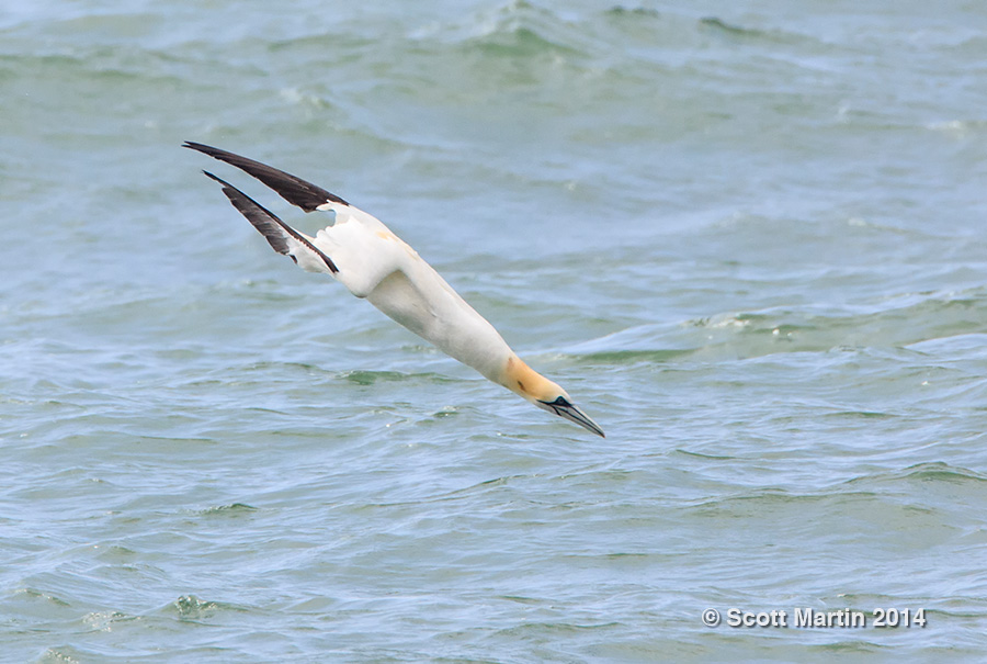 Gannet Bird Diet List