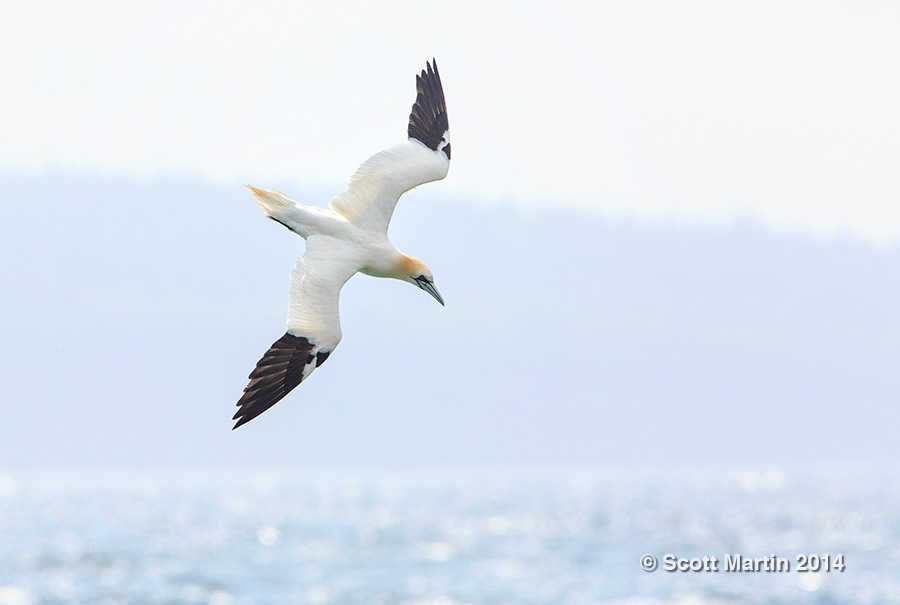 Northern Gannet 15